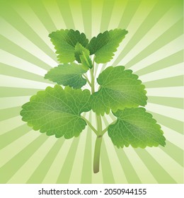 Green mint leaves on the background graphics