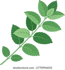 Green Mint Leaves on Stem Fresh Herbal Design