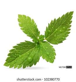 Green mint leaves on a white background.Vector illustration.