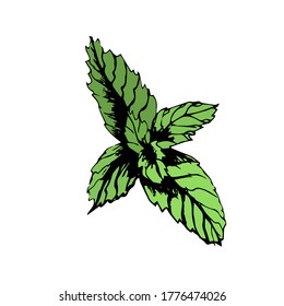 Hojas verdes de menta sobre un fondo blanco. Fábrica de menta fresca vectorial para limonada, cóctel, decoración, menú, receta.