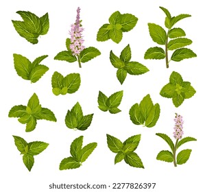 Green Mint Leaves on White Background as Aromatic Kitchen Herb Big Vector Set