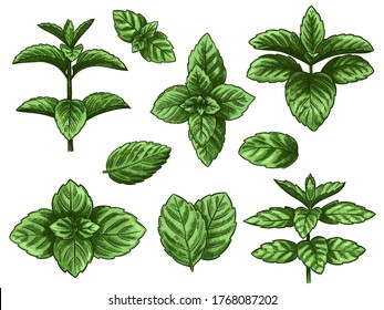 Green Mint Leaves. Sketch Peppermint Herb, Spearmint Plant. Melissa Menthol Leaf Vintage Hand Drawn Vector Botanical Isolated Set. Healthy Aroma, Herbal Natural Plant Isolated On White Background