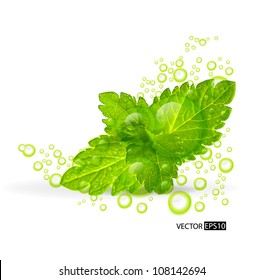 Green mint leaves with water drops isolated on a white background.Vector illustration.