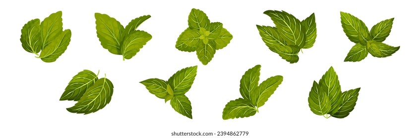 Green Mint or Peppermint Fresh Leaf Vector Set