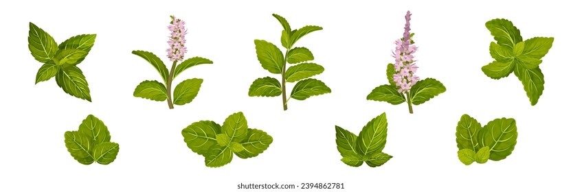 Green Mint or Peppermint Fresh Leaf Vector Set