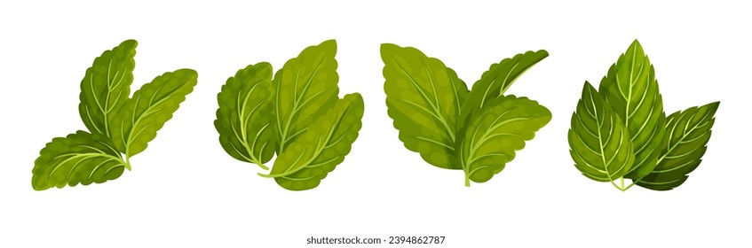Green Mint or Peppermint Fresh Leaf Vector Set