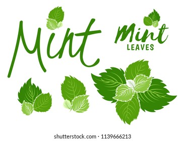 Green mint. Peppermint plant and leaves set. Vector mint leaf. Illustration with lettering for logo and icon. Isolated on white background. Herbal mint tea. Cooking spicy ingredient melissa. 