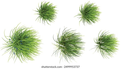 Green Mondo grass with whitte background.3d rendering from top view