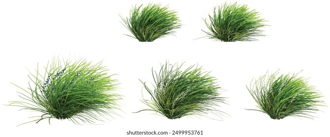 Green Mondo grass with whitte background.3d rendering