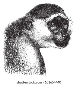 Green monkey (Cercopithecus sabaeus) / vintage illustration from Brockhaus Konversations-Lexikon 1908