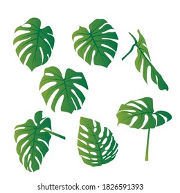 green Monstera Deliciosa plant leaf vector bundle set illustration