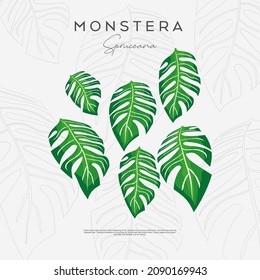 Green Monstera delicious leaf plant vector logo design with hand draw sketch style
