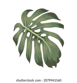green monstera design over white