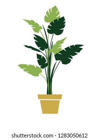 Green monstera flat color illustration. Houseplant in beige pot realistic clipart. Split leaf philodendron with stems and leaves. Indoor flower. Poster, banner isolated botanical design element