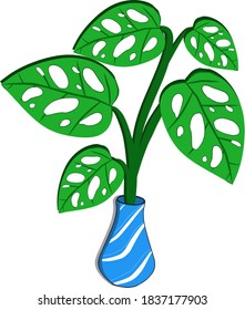 Green monstera leaf in blue vase.Vector illustration for background or tamplate which is trending now