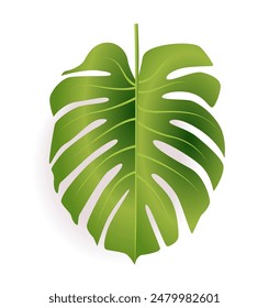 Green Monstera leaf with cutouts isolated on white background tropical plant botanical art