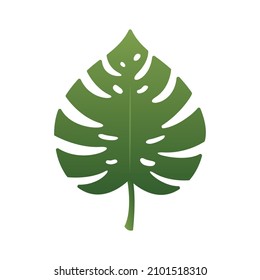 Green Monstera leaf element, Vector, Illustration.