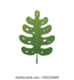 Green Monstera leaf element, Vector, Illustration.
