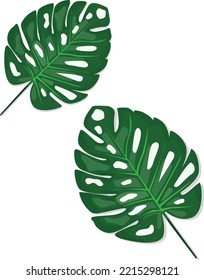 Green monstera leaf illustration on transparency .tropical leaves