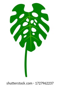 Green monstera leaf isolated on white background. Swiss cheese plant. Garden tree. Flat design element. Botanical illustration.