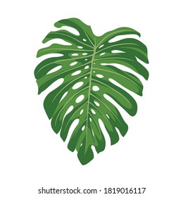 Green monstera leaf on isolated white .tropical leaves 