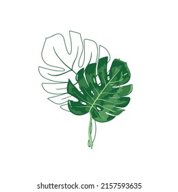 Hoja verde de Monstera sobre fondo blanco. 
