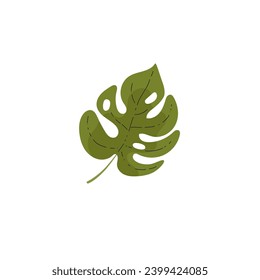 Green monstera leaf vector illustration, foliage icon. Tropical leaves isolated on white background. Jungle plant. Exotic floral element for botanical design