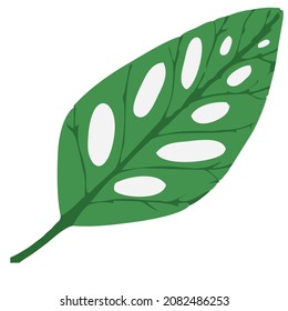 green monstera leaf vector on a white background. leaf pattern.