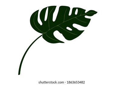 green monstera leaf widow illustration