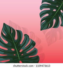 Green Monstera leaves on pink pastel background.Vector illustration watercolor stlye