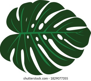 Green Monstera leaves on a white background.Isolates