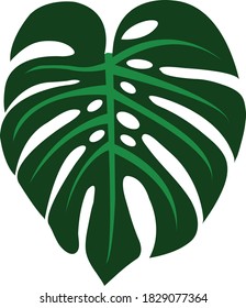 Green Monstera leaves on a white background.Isolates