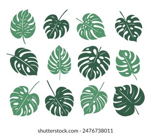 Green monstera leaves. Set of exotic leaves. Vector elements.