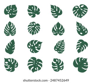 Green monstera leaves. Set of exotic leaves. Vector elements.