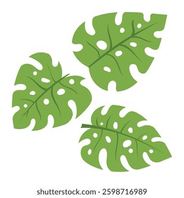 green monstera leaves vector isolated in white background