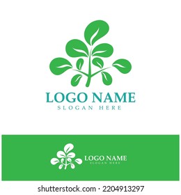 green moringa leaf logo, for herbal ingredients, moringa farming, health, medicine industry, beauty, therapy, concept design vector illustration icon template with a modern concept