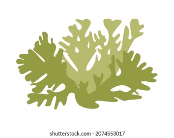 Green moss (lichen)on a white background for design