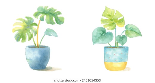 green mostera on the pot watercolor vector illustration 