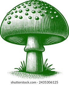 Green Mushroom vintage drawing style