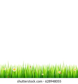 Green, natural grass border with white daisies, camomile flower and small red ladybug on white background. Template for your design or creativity.