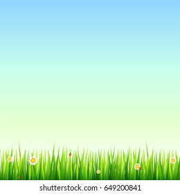 Green, natural grass border with white daisies, camomile flower and small red ladybug. Template for your design or creativity.