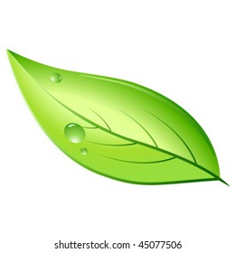 Green natural leaf