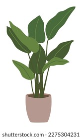 Green natural plant potted illustration in the garden at home. A plant from tropical regions, it is a decoration for home interiors.