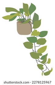 Green natural plant potted illustration in the garden at home. A plant from tropical regions, it is a decoration for home interiors.