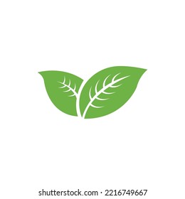 green nature leaf vector design