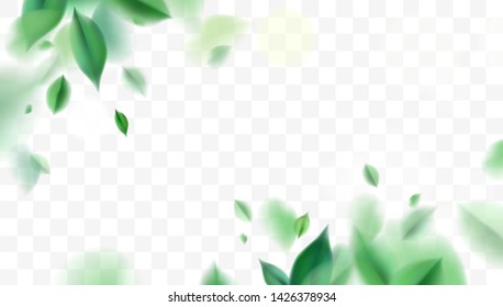 Green nature leaves vector illustration elements design