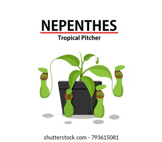 Green Nepenthes Plant In Pot Isolated On White, Vector