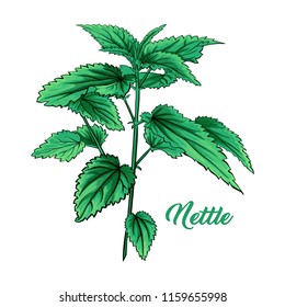 Green Nettle Branch. Tea Herb Theme. Isolated Hand Painted Realistic Marker Drawing Illustration of Stinning Botany Plant. Herbal Medicine and Aromatherapy Design on the White Background