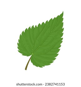 Green nettle leaf isolated on white background. Vector cartoon illustration.