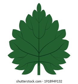 Grünes Nesselblatt mit abgerundeten Blättern und Adern